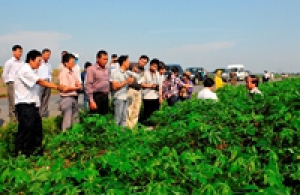 Quy trình kỹ thuật canh tác sắn áp dụng cho vùng Đông Nam Bộ và Tây Nguyên (phần 2)