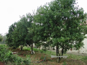Kỹ thuật trồng, chăm sóc cây mắc ca