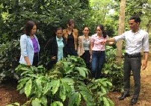 Đa dạng hóa cây trồng trong vườn cà phê - giải pháp thích ứng với biến đổi khí hậu