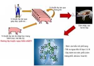 Bệnh viêm phổi - màng phổi trên lợn
