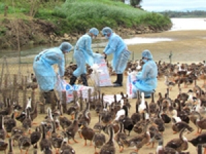 Bệnh cúm gia cầm H5N8 và một số biện pháp tổng hợp phòng chống bệnh cúm gia cầm