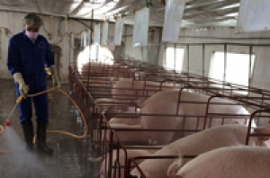 Giải pháp kỹ thuật chăn nuôi gia súc, gia cầm trong mùa nắng nóng
