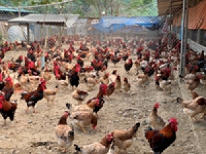 Giới thiệu một số giống gà bản địa, đặc sản ở miền Bắc và tiến bộ kỹ thuật, TCVN về giống (Phần 2 và hết)