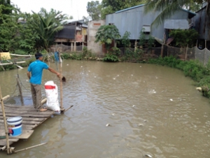 Phòng bệnh cho cá trong thời điểm giao mùa