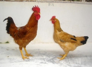 Giới thiệu một số giống gà bản địa, đặc sản ở miền Bắc và tiến bộ kỹ thuật, TCVN về giống (Phần 1)