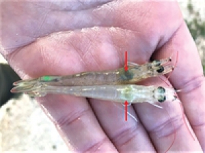Giải pháp kiểm soát vi khuẩn Vibrio spp. gây bệnh hoại tử gan tuỵ cấp trên tôm thẻ chân trắng