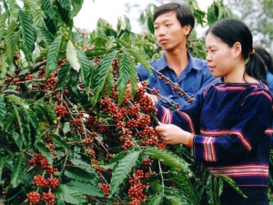 Quy trình sản xuất cây cà phê giống sạch bệnh, chất lượng cao (phần 1)