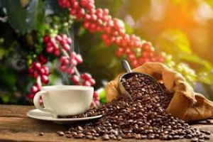 Quy trình sử dụng phân bón hữu cơ phối hợp phân vô cơ cho sản xuất rau an toàn ở các tỉnh phía Bắc