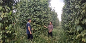 Hướng dẫn các biện pháp kỹ thuật để quản lý bệnh chết nhanh, bệnh chết chậm hại hồ tiêu hiệu quả và an toàn