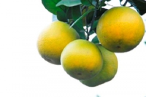 Một số công nghệ bảo quản quả có múi