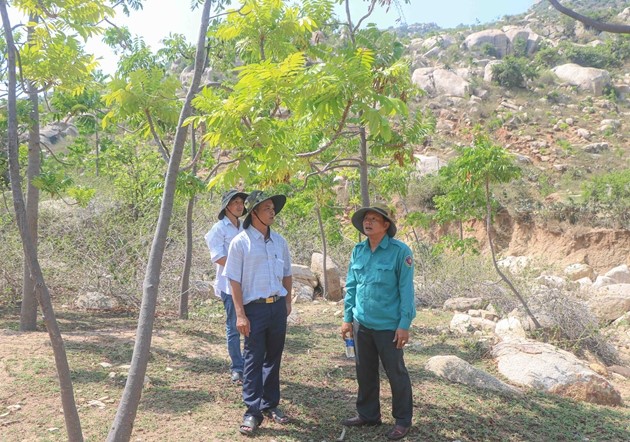 Cây thanh thất tỏa bóng mát rượi