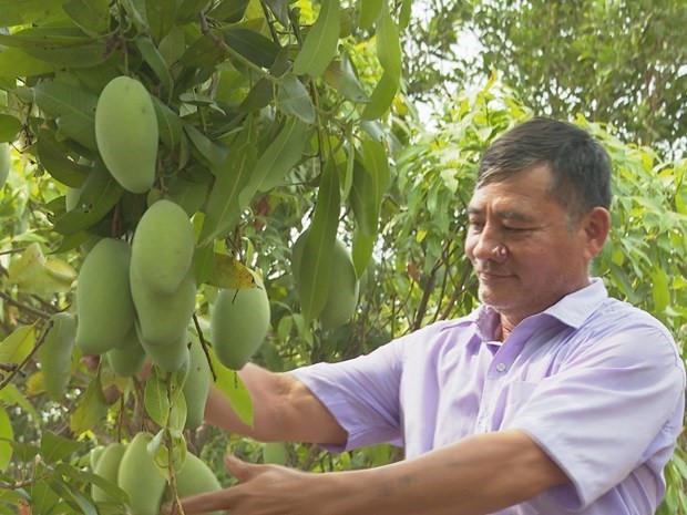 Cây xoài keo "bén duyên" trên mảnh đất khô cằn, sỏi đá vùng biên