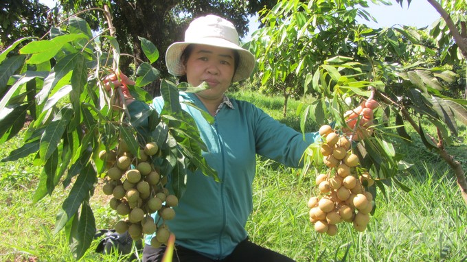 Những lợi thế giúp Sơn La trở thành vựa nhãn lớn nhất nước