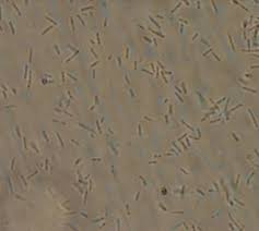 Ảnh hưởng của hai chủng vi khuẩn vùng rễ Stenotrophomonas maltophilia RDL1B41 và Enterobacter mori RDL3B74 đến sinh trưởng, phát triển và năng suất của cây lúa tím trong điều kiện nhà màng