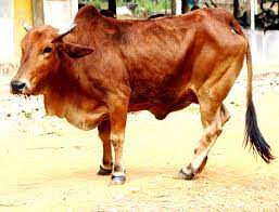 Ảnh hưởng của tỷ lệ nguồn gen bò Droughtmaster đến khả năng sinh trưởng của con lai tại Tây Nguyên