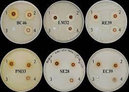 Khảo sát khả năng ức chế của cao chiết ethanol hạt xay nhung trên một số chủng vi khuẩn gây bệnh