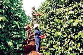 Nâng cao năng lực cạnh tranh hồ tiêu xuất khẩu ở các tỉnh Tây Nguyên - Những vấn đề đặt ra
