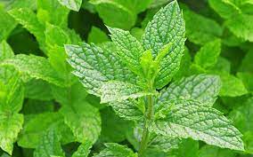 Ảnh hưởng của Bacilllus amyloliquefaciens EK2 đến sinh trưởng của cây bạc hà (Mentha arvensis L.) trong điều kiện nuôi cấy in vitro và ex vitro