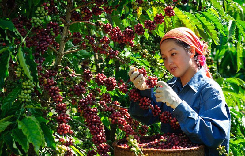 Triển khai dự án phát triển vùng nguyên liệu cà phê chất lượng cao ở Tây Nguyên
